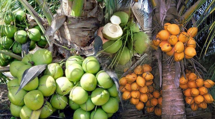 ស្វែងយល់ពីប្រភេទនៃដំណាំដូង