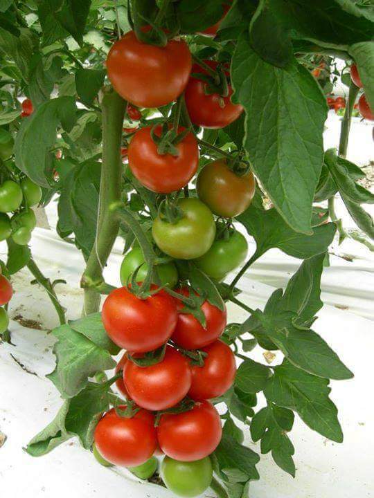 12991121_991170654312039_8106396899450342759_n