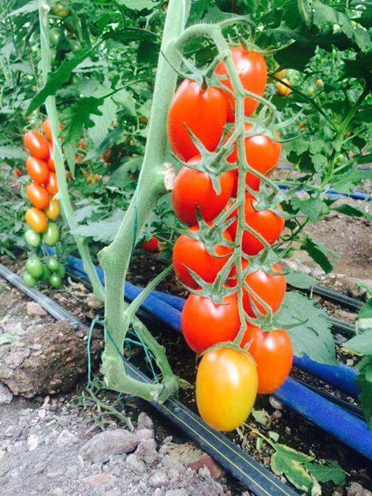 13335623_991170750978696_7558960870134681727_n