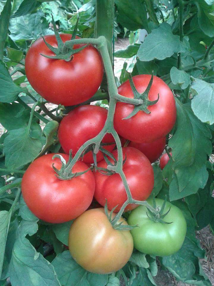 13407268_991170930978678_5773587821738912764_n