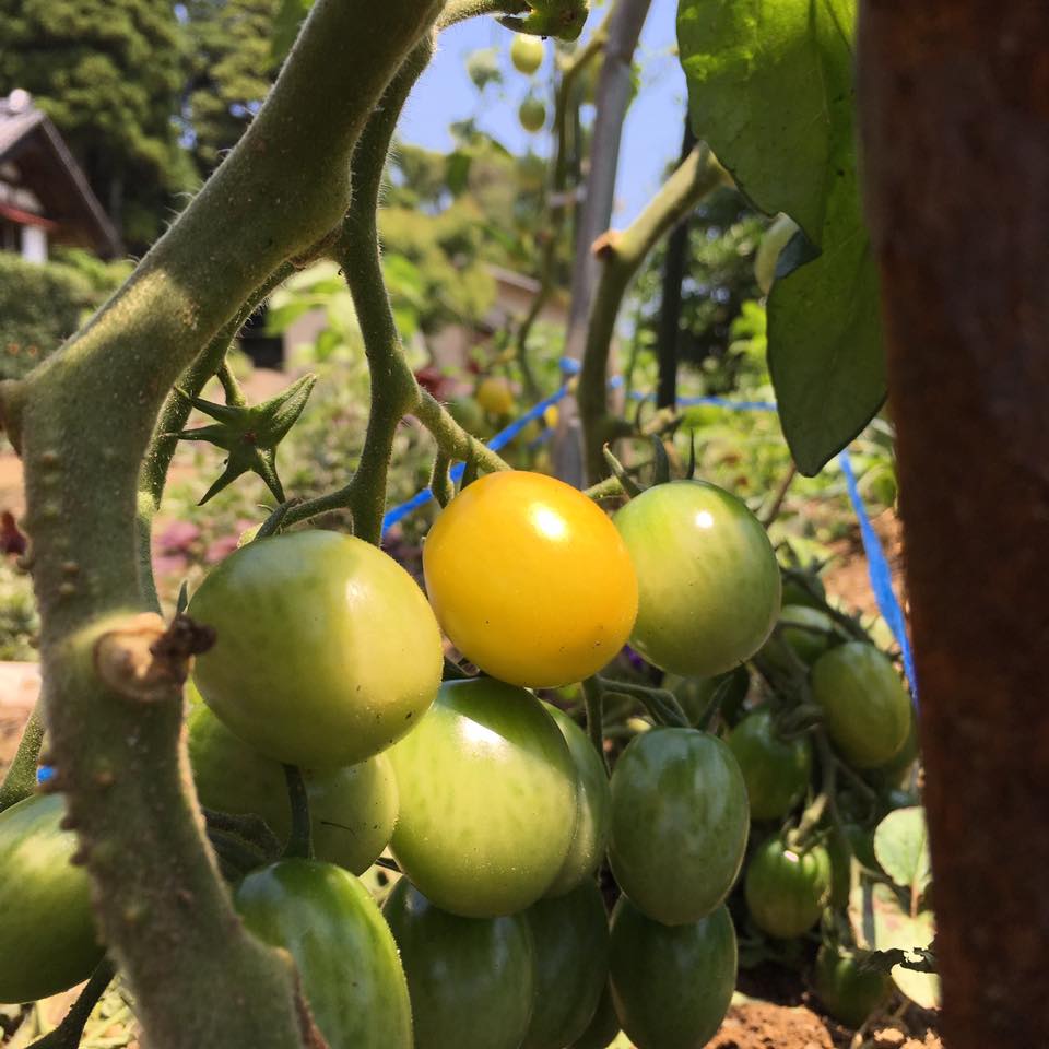 13428653_1719078021696095_4294199230666428548_n