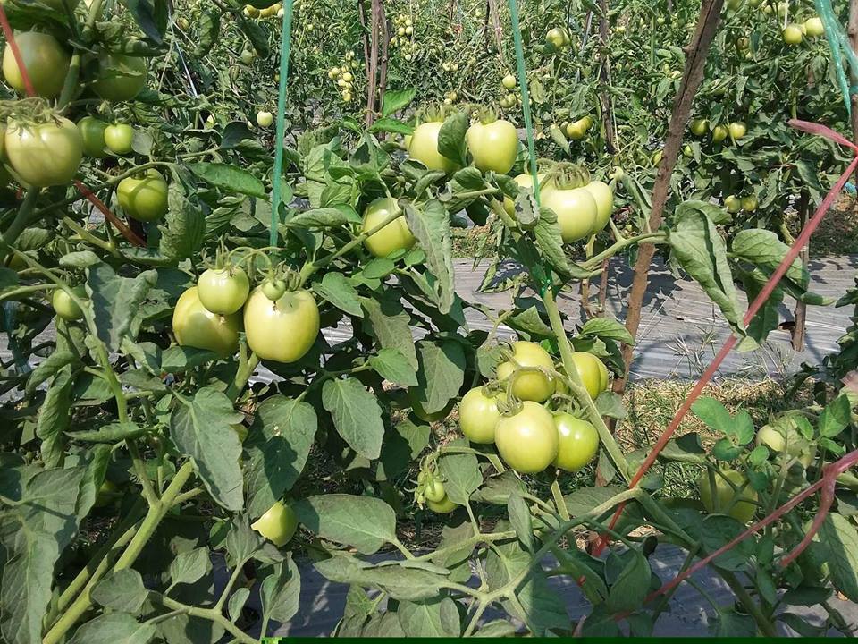 20770056_777198085792761_8291950851226193149_n