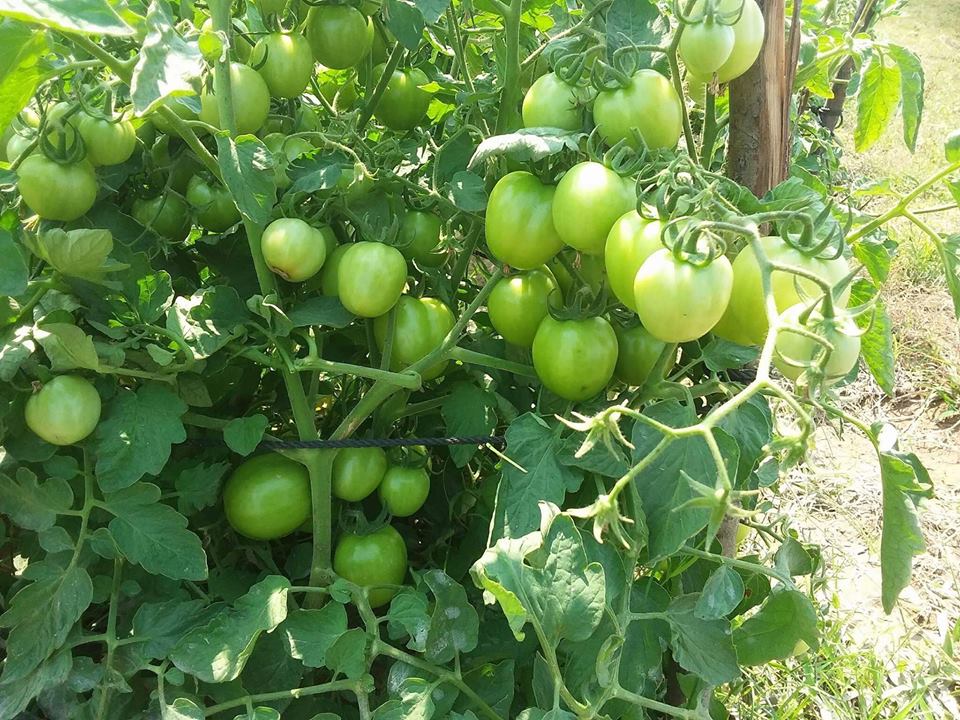 20799793_777197689126134_2334019429097517317_n