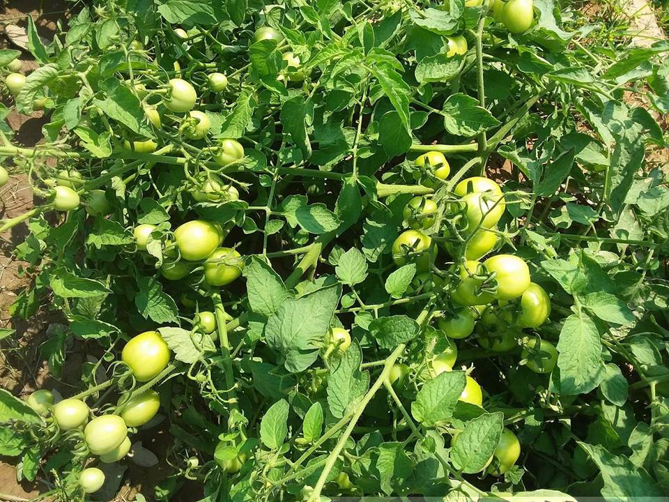 20882893_777198082459428_266978926416534260_n