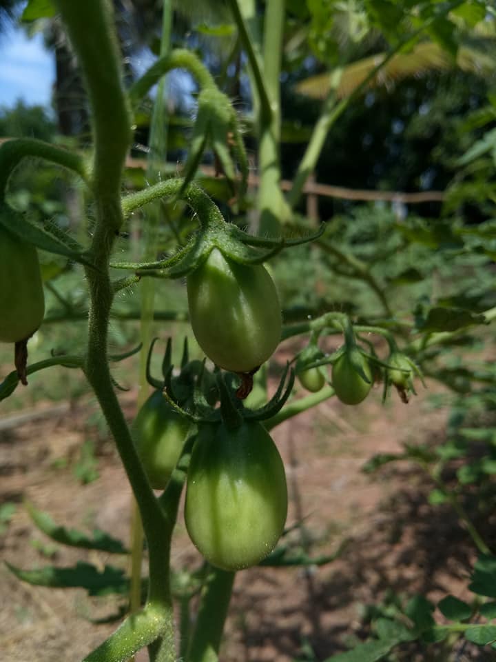 24231910_1366175840158879_1880574123032252315_n