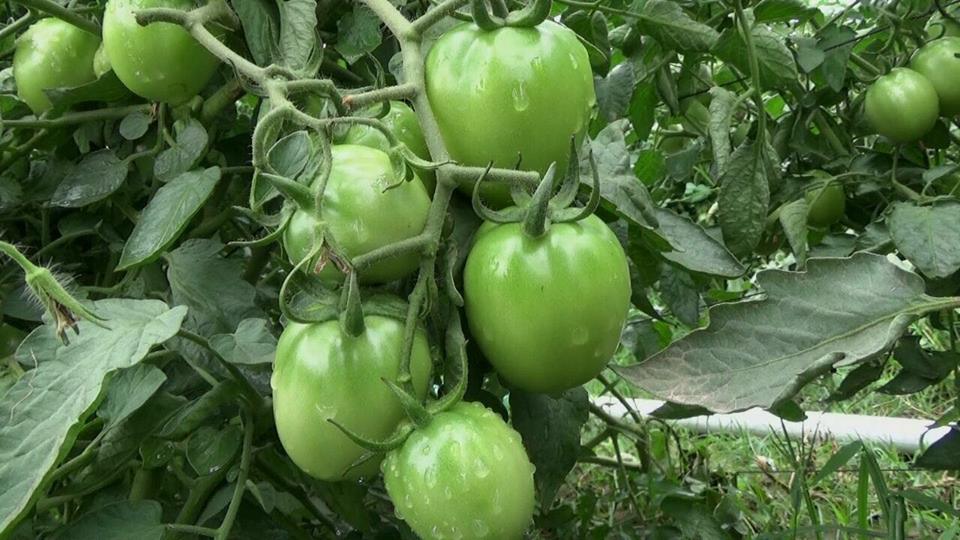 25994736_1988584894801079_5607331059187213015_n