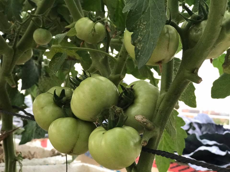 26904660_563353647343886_5575022452866741197_n