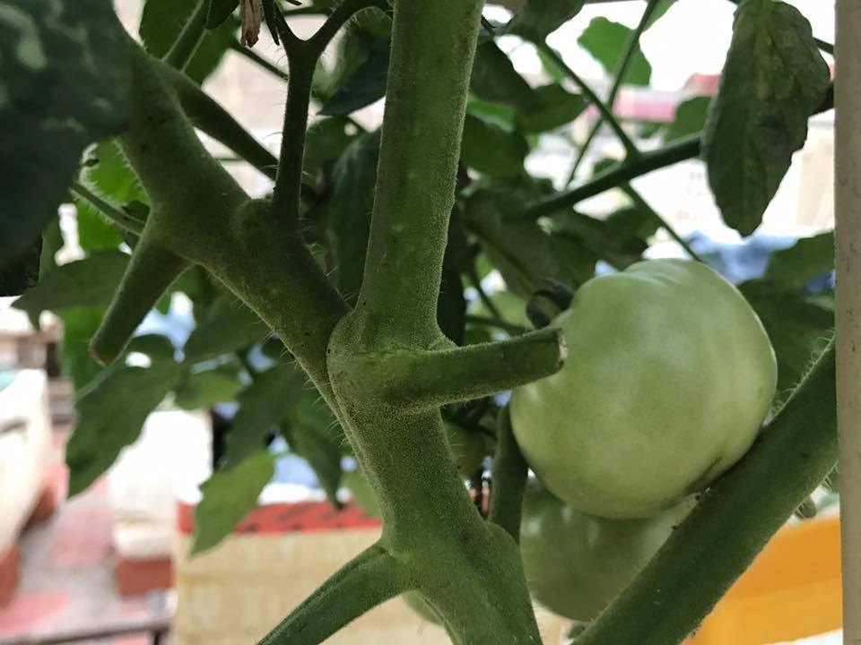 26907725_563353624010555_6321141713008337231_n