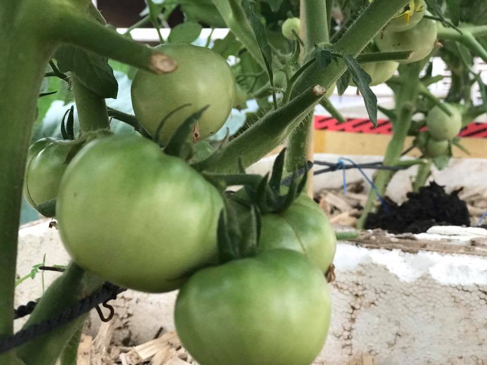 26991632_563351910677393_8904891402055983771_n