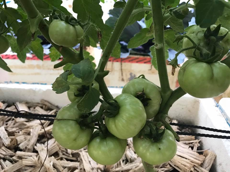 26992374_563352010677383_6658493940171760256_n