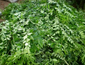 CURRY LEAVES10