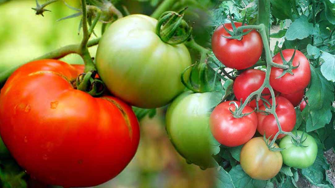 បច្ចេកទេសដាំដំណាំប៉េងប៉ោះ