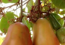 ការដាំស្វាយចន្ទី