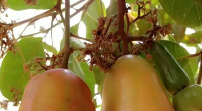ការដាំស្វាយចន្ទី