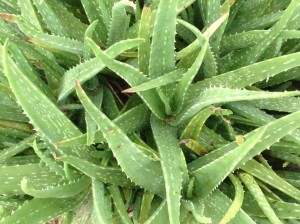 ALOE VERA