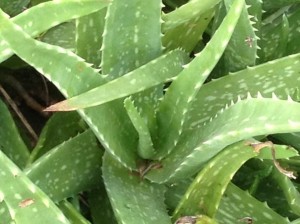 ALOE VERA1