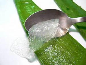 ALOE VERA2