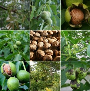 WALNUTS