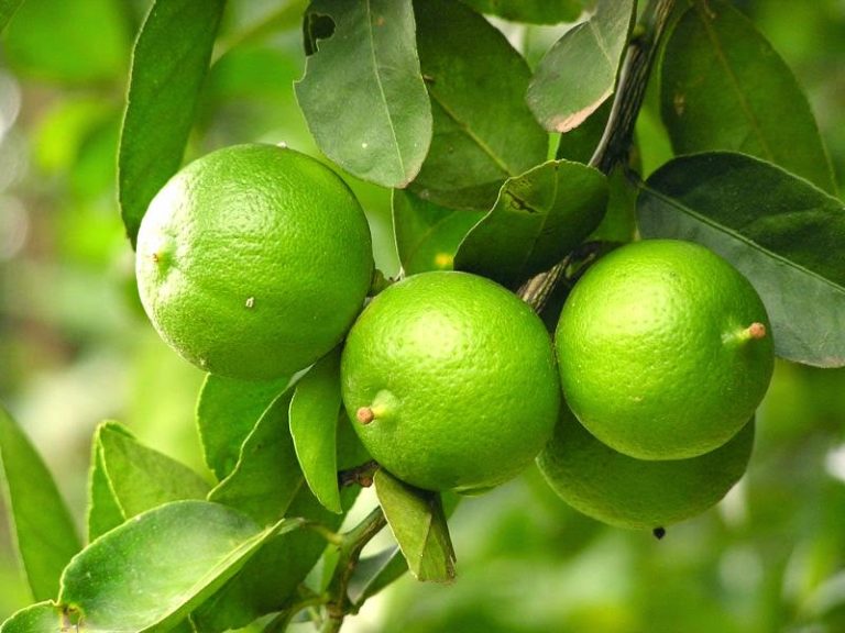 105429pjpc9dzqrnj1cp5q