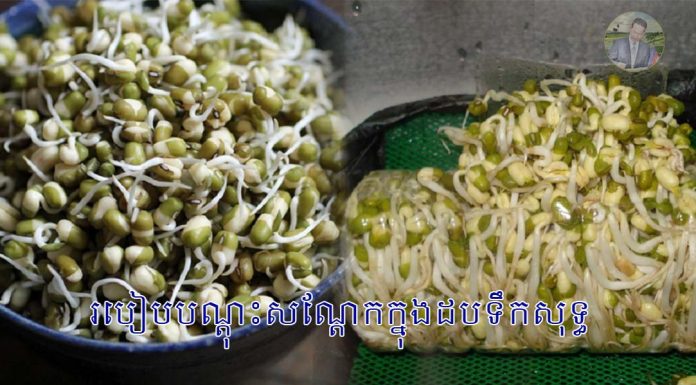 របៀបបណ្ដុះសណ្ដែកក្នុងដបទឹកសុទ្ធ