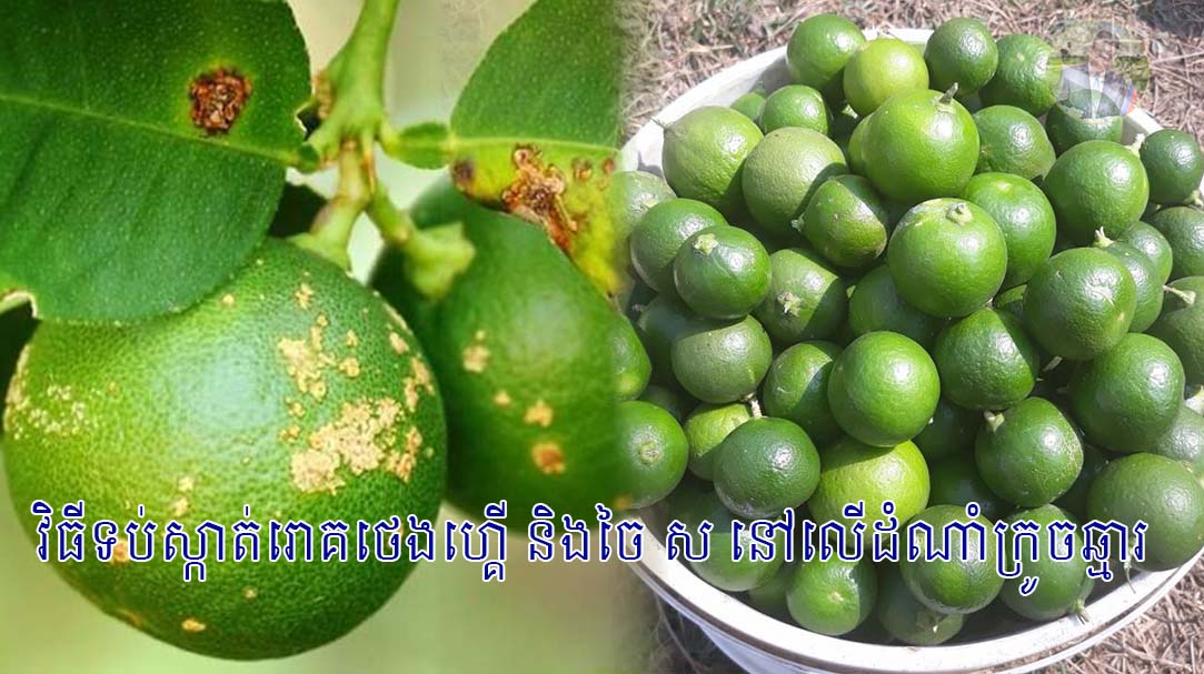 វិធីទប់ស្កាត់រោគថេងហ្គើ និងចៃ ស នៅលើដំណាំក្រូចឆ្មារ