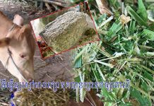 វិធីធ្វើឲ្យស្មៅអាចរក្សាទុកបានយូរទុកឲ្យគោស៊ី