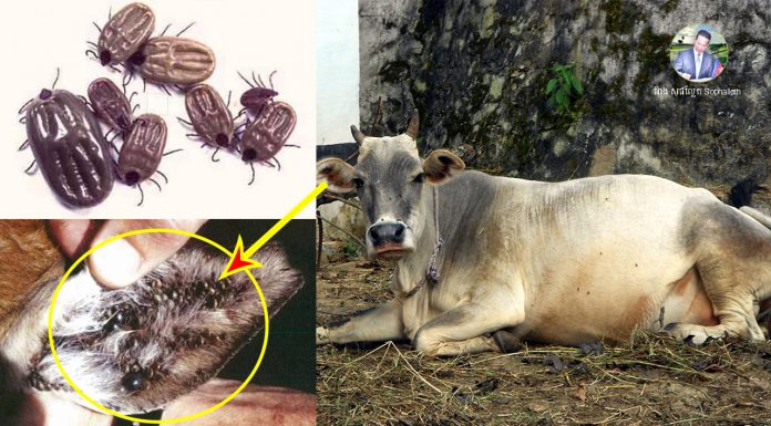 វិធីព្យាបាលជំងឺចៃតុកកែ លើគោ និងក្របី