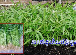 វិធីសាស្រ្តក្នុងការដាំដុះដំណាំត្រកួន ដើម្បីទទួលបានលទ្ធផលល្អ