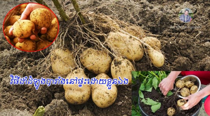 ងាយៗវិធីក្នុងការដាំដុះដំណាំដំឡូងបារាំងនៅផ្ទះដោយខ្លួនឯងបាន