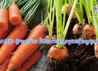 វិធីសាស្រ្តក្នុងការដាំដុះ ប្រមូលផល និងការថែរក្សាទុកការ៉ុតឲ្យបានយូរ