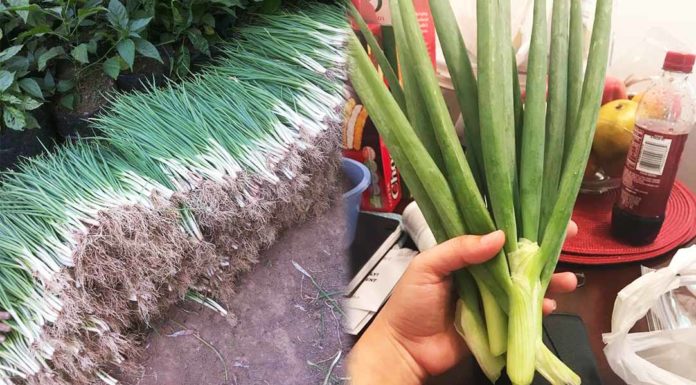 បច្ចេុកទេសដាំខ្ទឹមស្លឹក