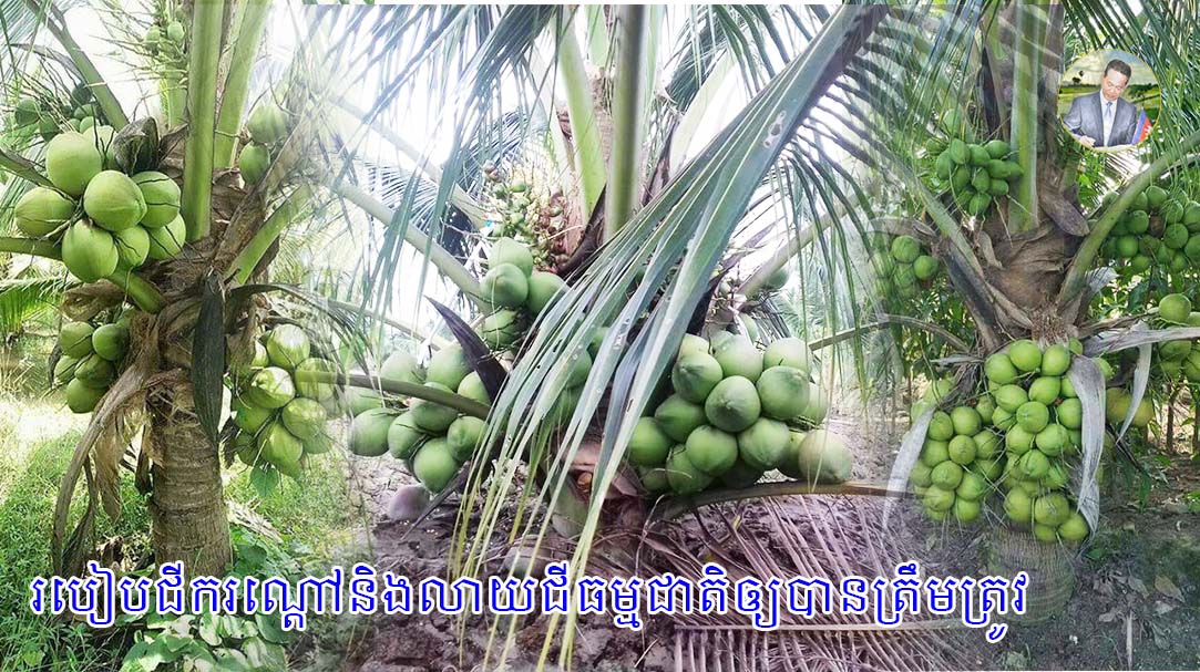 របៀបជីករណ្តៅនិងលាយជីធម្មជាតិឲ្យបានត្រឹមត្រូវធ្វើឲ្យដូងទទួលផលបានល្អ2