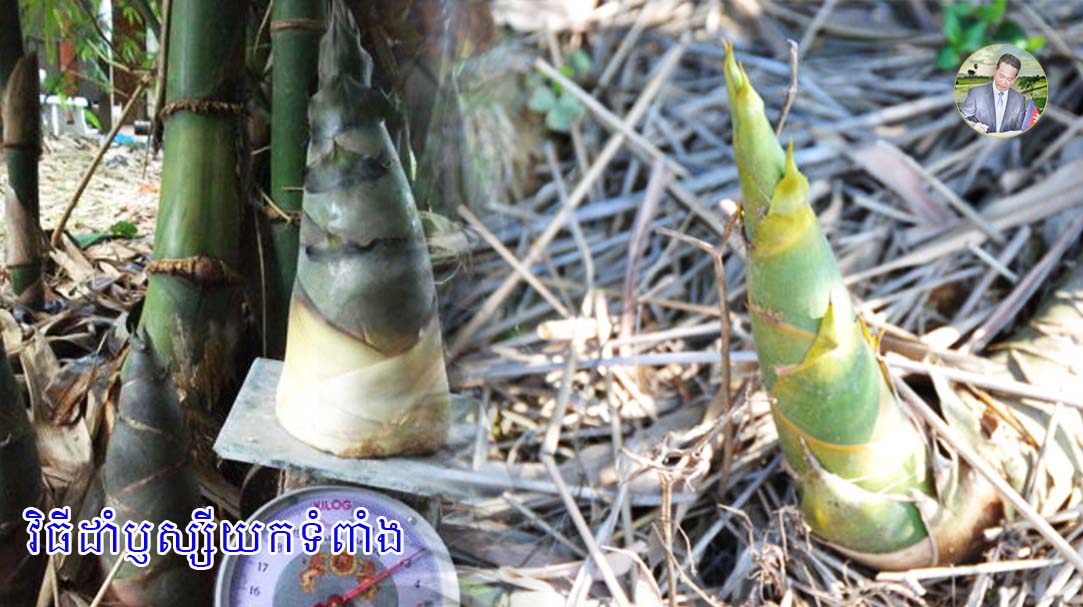 វិធីដាំប្ញស្សីយកទំពាំង