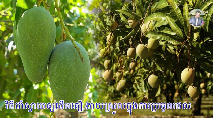 វិធីដាំស្វាយឲ្យដើមតឿ ងាយស្រួលក្នុងការប្រមូលផល