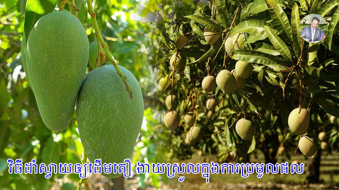 វិធីដាំស្វាយឲ្យដើមតឿ ងាយស្រួលក្នុងការប្រមូលផល2