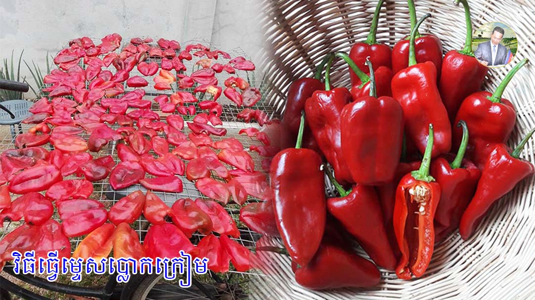 វិធីធ្វើម្ទេសប្លោកក្រៀម2