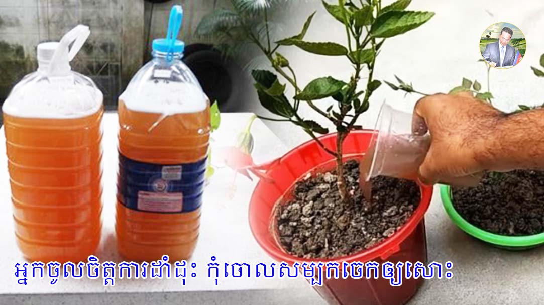 អ្នកចូលចិត្តការដាំដុះ កុំចោលសម្បកចេកឲ្យសោះ ព្រោះវាជួយឲ្យដំណាំលូតលាស់បានលឿន2