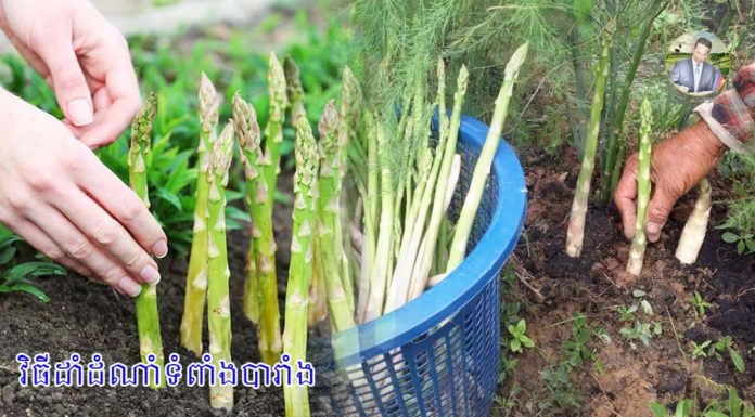 វិធីដាំដំណាំទំពាំងបារាំង