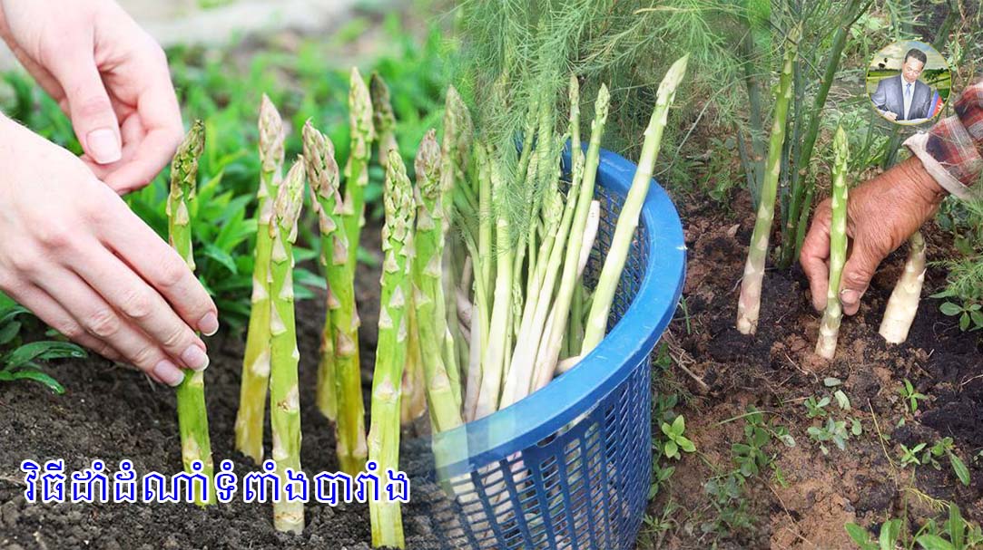 វិធីដាំដំណាំទំពាំងបារាំង3