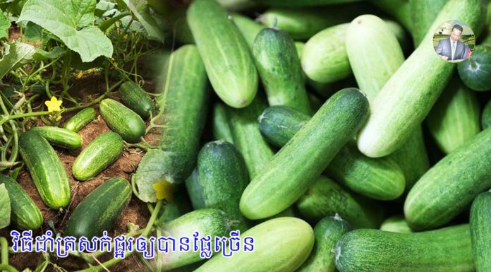 វិធីដាំត្រសក់ផ្អរឲ្យបានផ្លែច្រើន