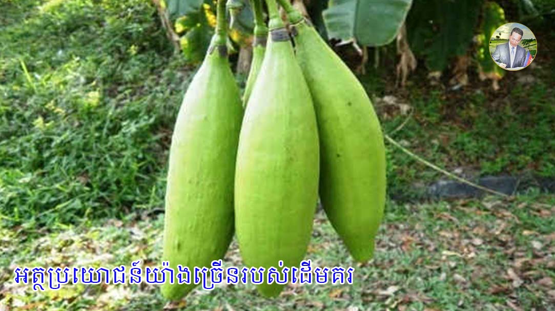 អត្ថប្រយោជន៍យ៉ាងច្រើនរបស់ដើមគរ តាំងពីឬសរហូតដល់ស្លឹក2