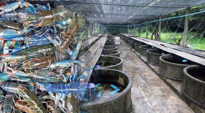 បុរសម្នាក់មកពីខេត្តបាត់ដំបង កើបលុយរាប់ម៉ឺនដុល្លាក្នុងមួយឆ្នាំៗ ពីការចិញ្ចឹមបង្កង