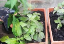 វិធីជួយសង្គ្រោះដីដែលដំណាំអ្វីមិនសូវលូតលាស់ល្អ