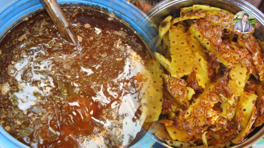 វិធីផលិតទឹកជីចម្រាញ់ចេញពីផ្លែម្នាស់ បន្ថែមជីវជាតិដល់ដី ដាំដំណាំឆាប់ផ្លែផ្កា